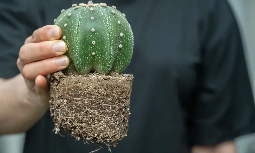 Do Cactuses Have Roots? – The Garden Bug Detroit