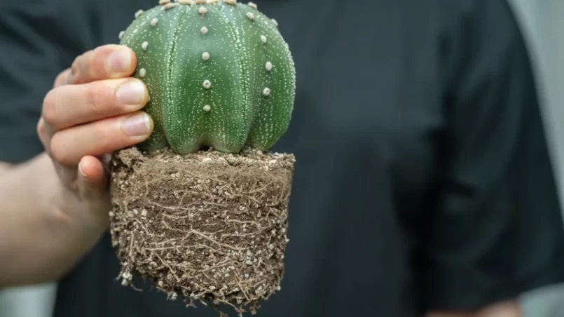 Astrophytum asterias cactus with roots