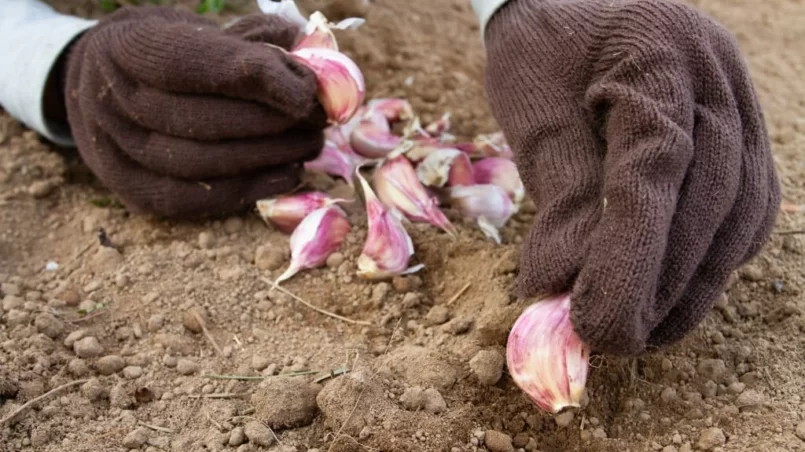 Autumn planting of garlic in the soil