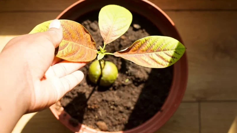 Avocado tree in a home