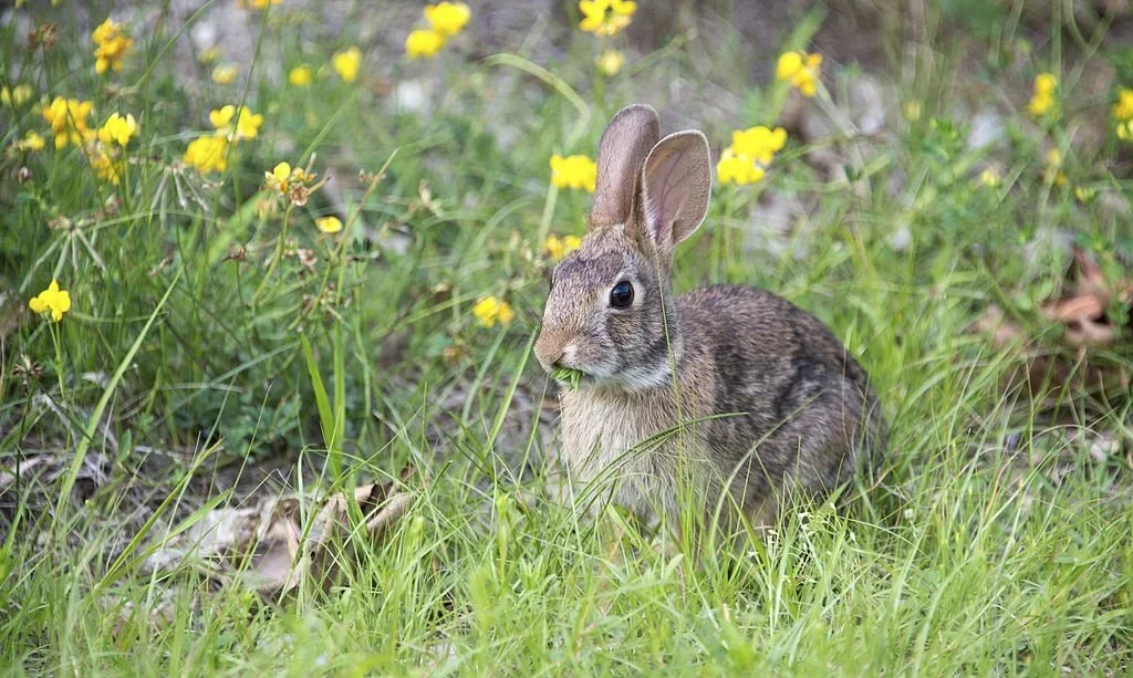 Rabbit chewing on grass in the meadow surrounded by yellow flowers