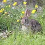 Rabbit chewing on grass in the meadow surrounded by yellow flowers