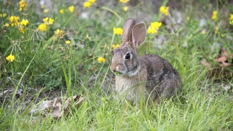 Rabbit chewing on grass in the meadow surrounded by yellow flowers