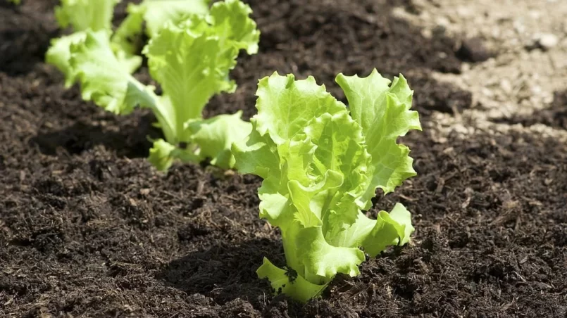 Baby lettuces