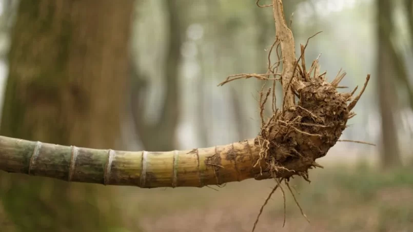 Bamboo from soil with visible roots