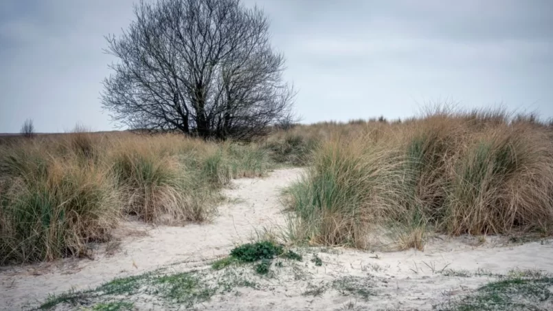 Bare willow tree behind sand dunes