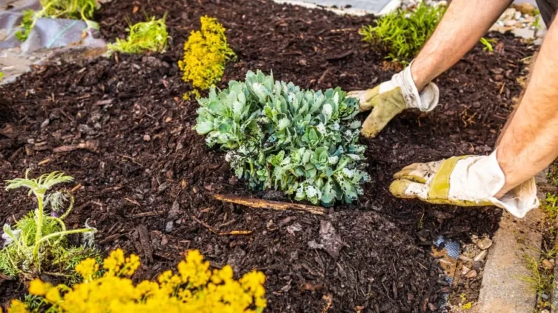 Bark mulch in a residential garden to control weed spreading