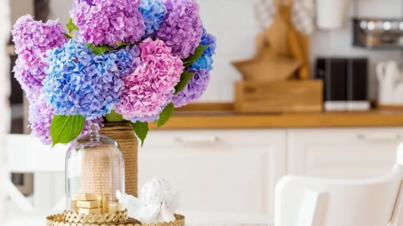 Beautiful Hydrangeas in home