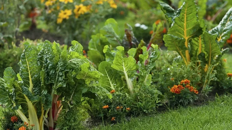 Beautiful garden with leafy vegetables and bright colored Marigold flowers