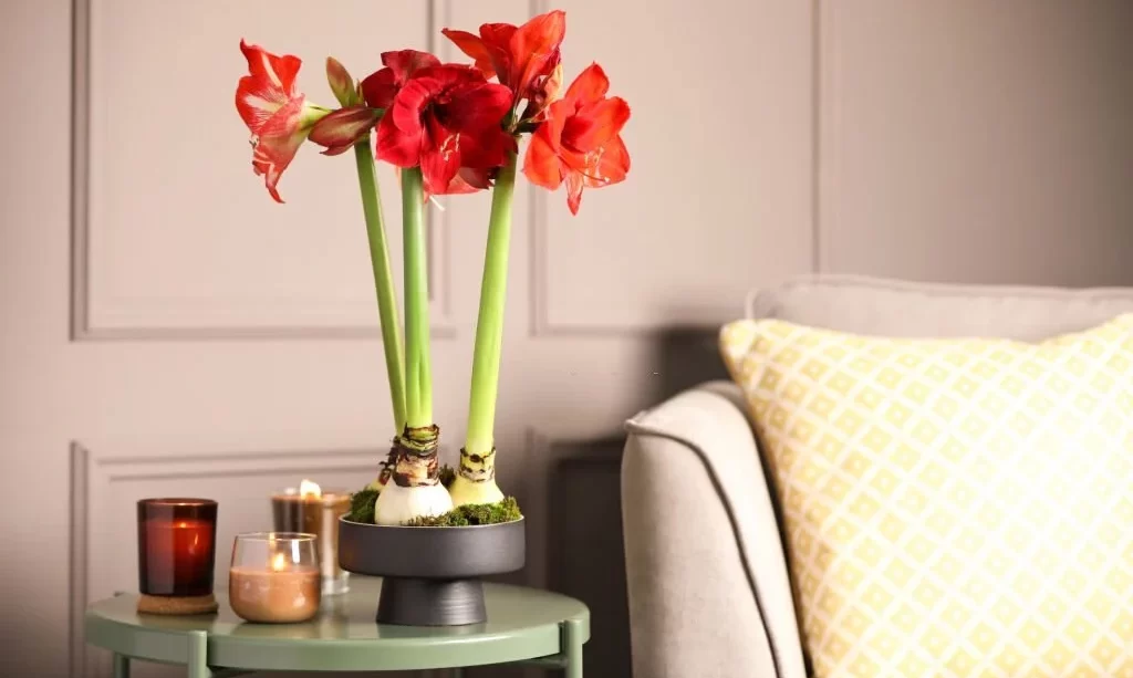 Beautiful red amaryllis flowers with bulbs on table in room