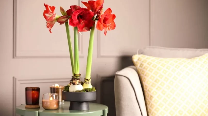 Beautiful red amaryllis flowers with bulbs on table in room