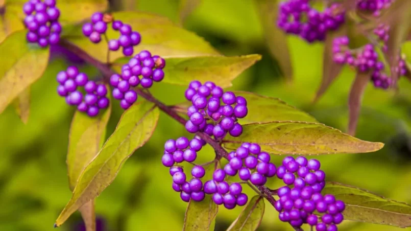 Beauty Berry Branch