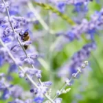 Bee Collecting Pollen From Russian Sage Flowers
