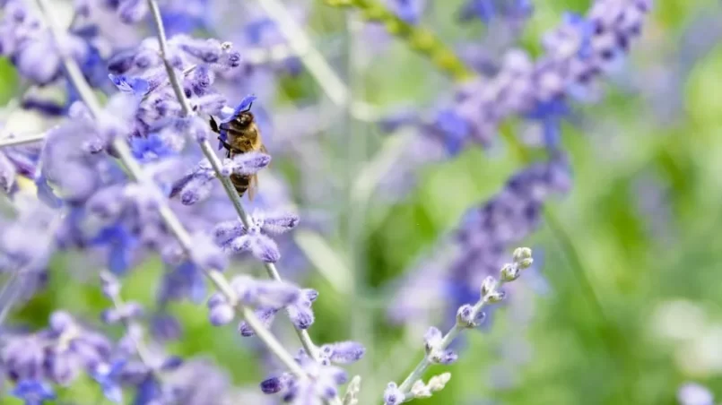 Bee Collecting Pollen From Russian Sage Flowers