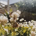 Bees in the Garden
