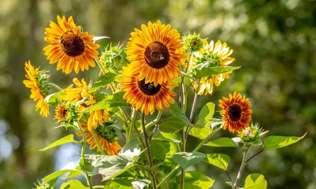 Bees pollinate sunflowers