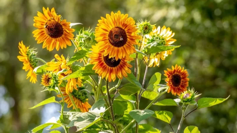 Bees pollinate sunflowers