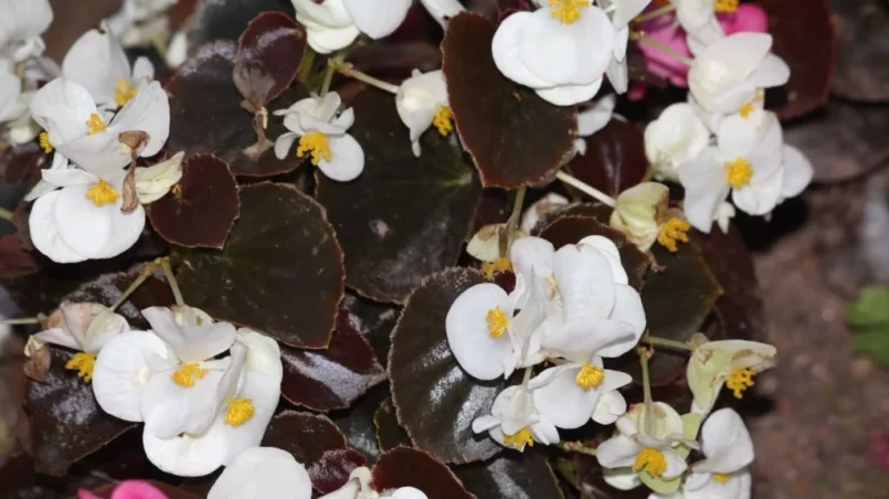 Begonia flowers