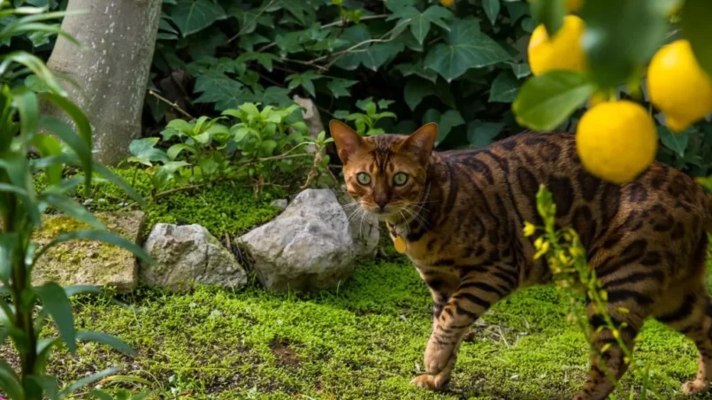 Bengal domestic cat near lemon tree