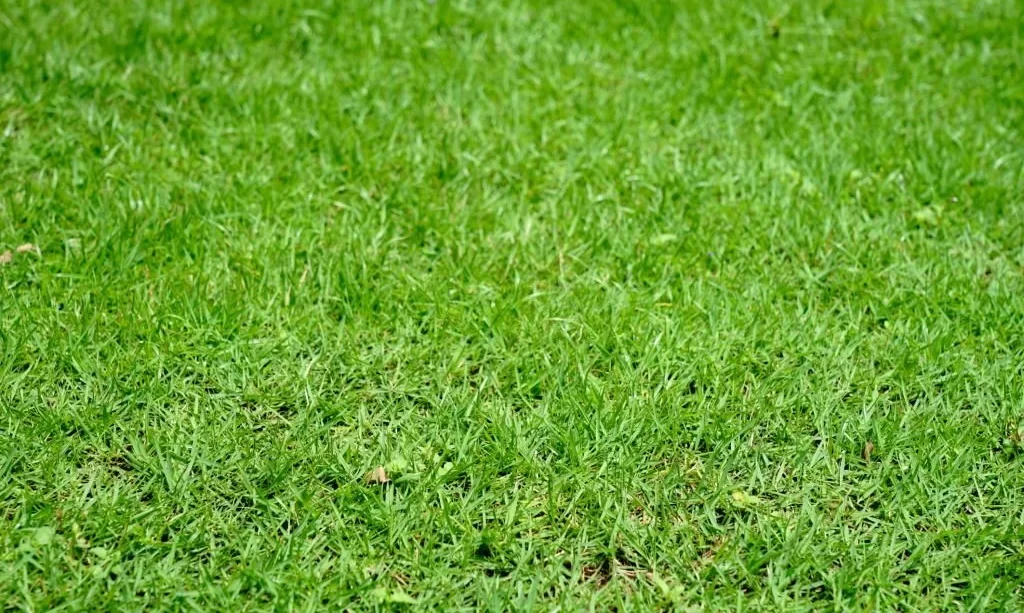 Bermuda grass