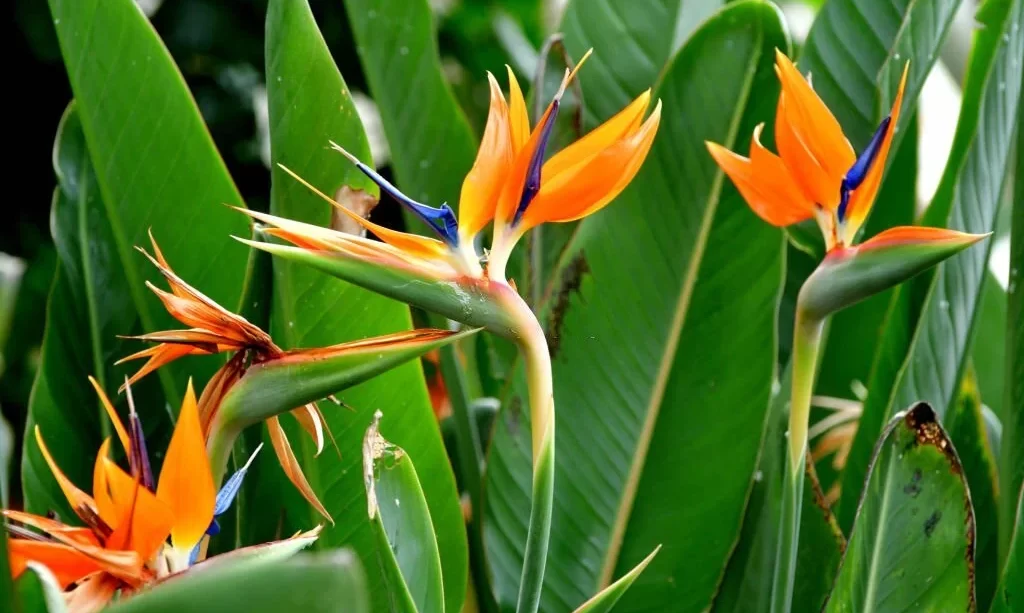 Bird of Paradise plant