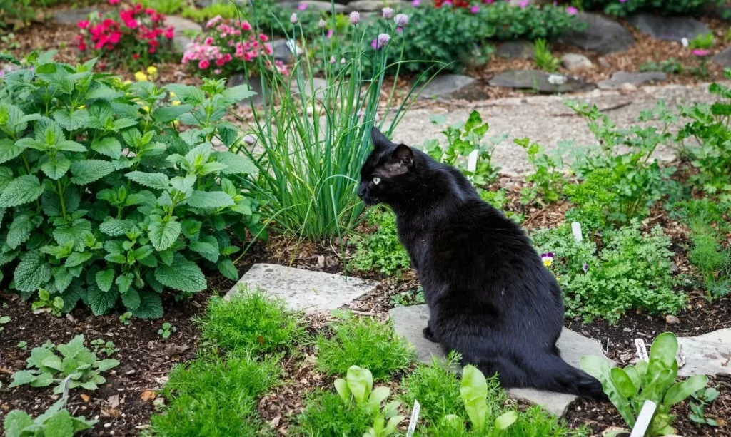 Black Cat in an Herb Garden