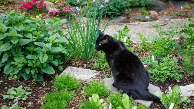 Black Cat in an Herb Garden