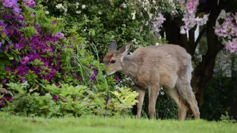 Black Tailed Deer Grazing Near Beautiful Flowers