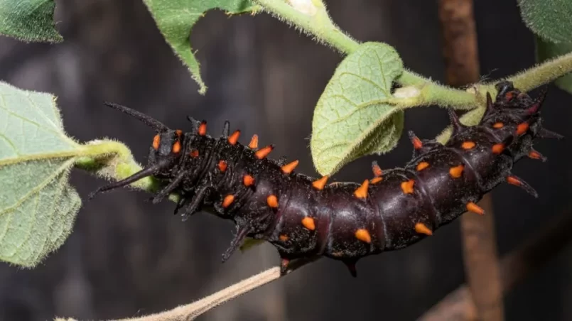 Black and Orange Caterpillar