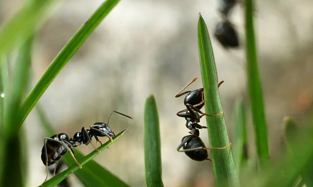 Black ants on grass