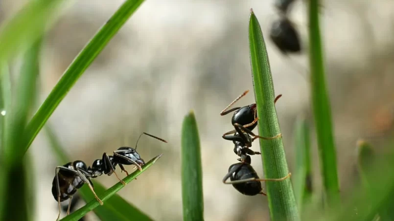 Black ants on grass