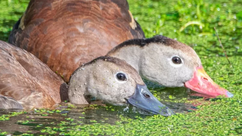 Black bellied whistling ducks feeding on duckweed