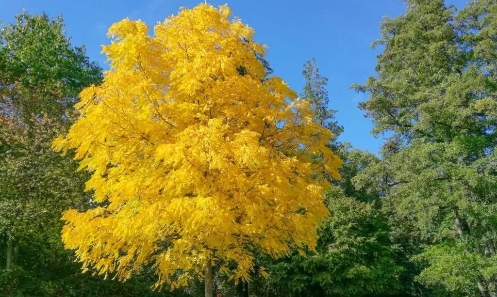 Black walnut tree (Juglans nigra) in brilliant yellow autumn coloring