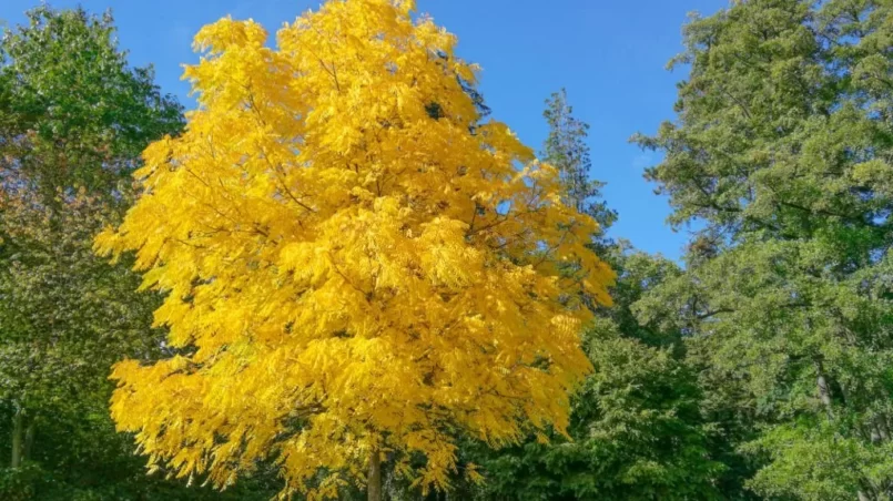 Black walnut tree (Juglans nigra) in brilliant yellow autumn coloring