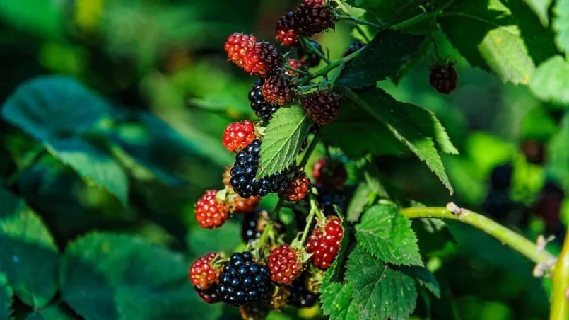 Blackberry Bush in the Garden with Ripe and Unripe Berries