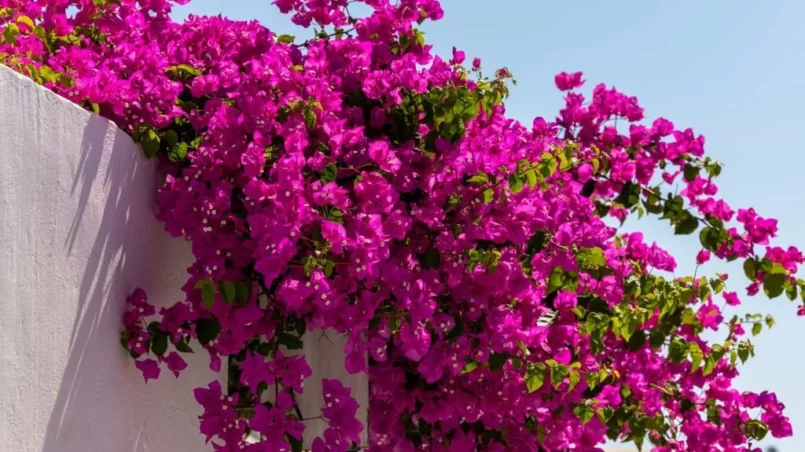 Blooming bougainvillea flowers