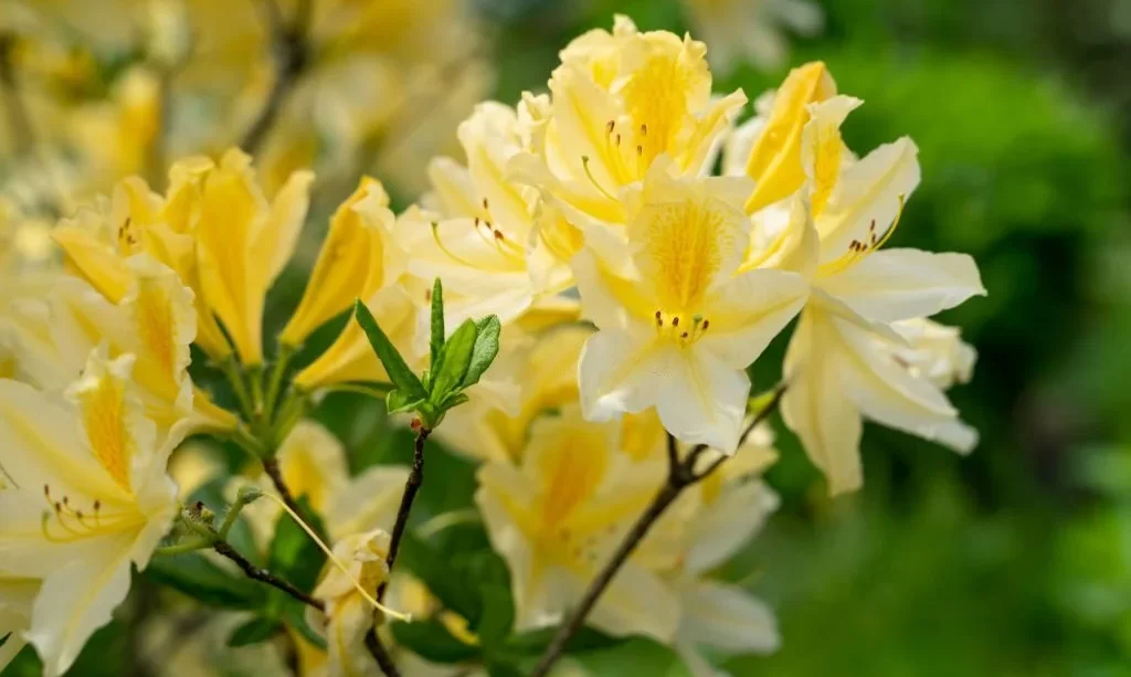 Blooming bush of yellow rhododendron