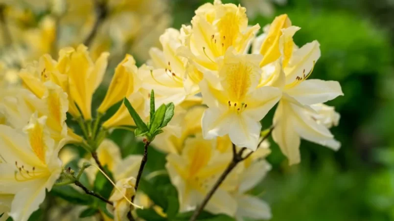 Blooming bush of yellow rhododendron