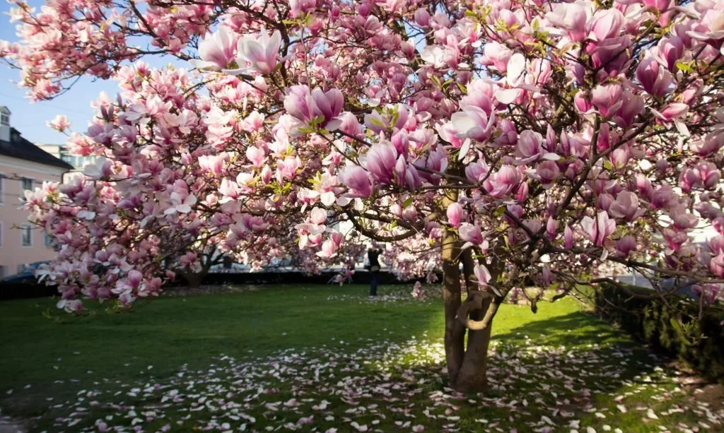 Blooming pink magnolia tree in spring