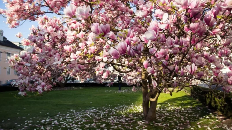 Blooming pink magnolia tree in spring