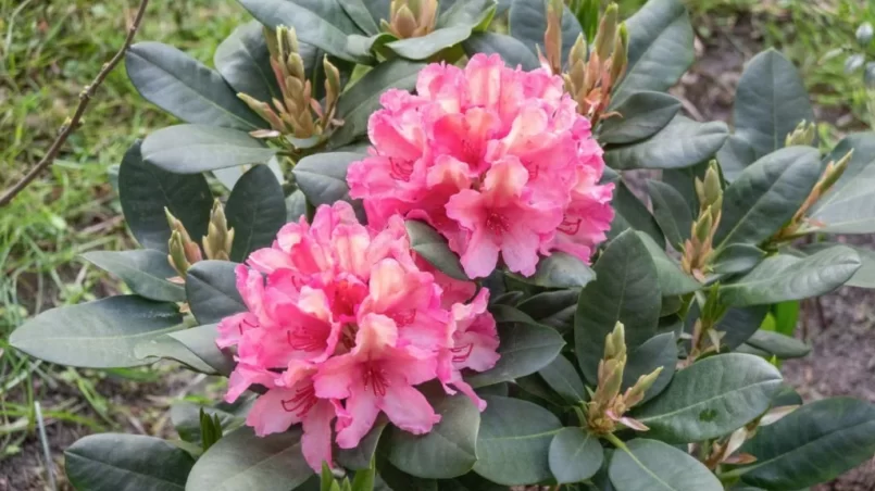 Blooming rhododendron