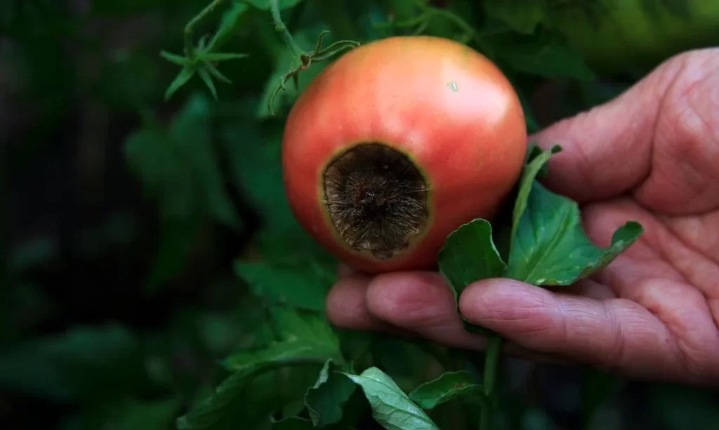 Blossom end rot on the tomato