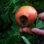 Blossom end rot on the tomato