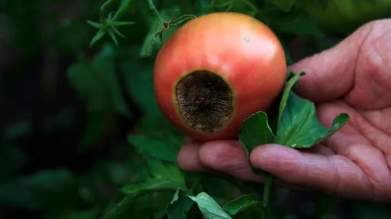 Blossom end rot on the tomato