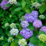 Blossoming blue and purple Hydrangea