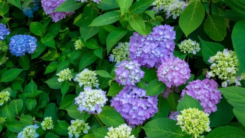 Blossoming blue and purple Hydrangea