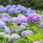 Blossoming blue and purple Hydrangea in garden