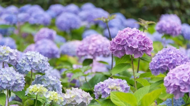 Blossoming blue and purple Hydrangea in garden