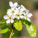 Blossoming branch of pear tree