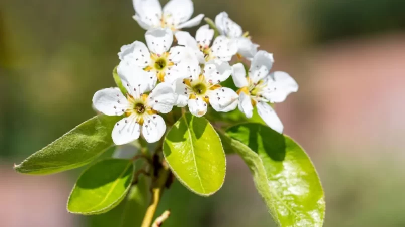 Blossoming branch of pear tree